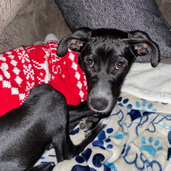 Meet your Posher, Grace - Picture 1 of 1